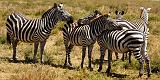 TANZANIA - Serengeti National Park - 044